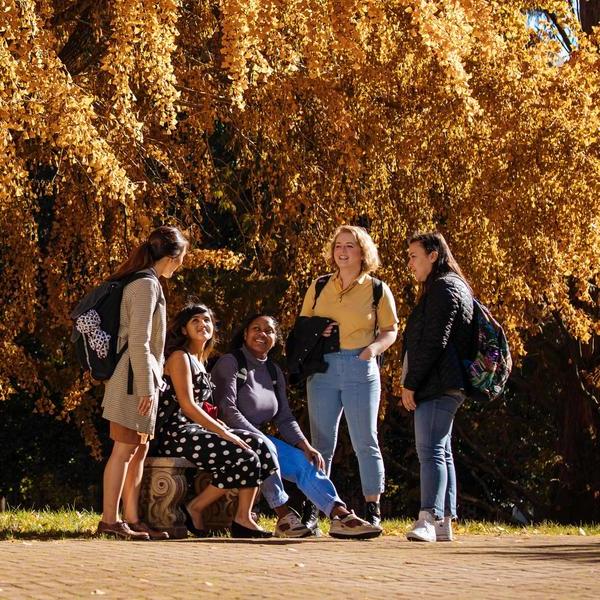 秋天，一群学生站在一棵开花的黄树前.